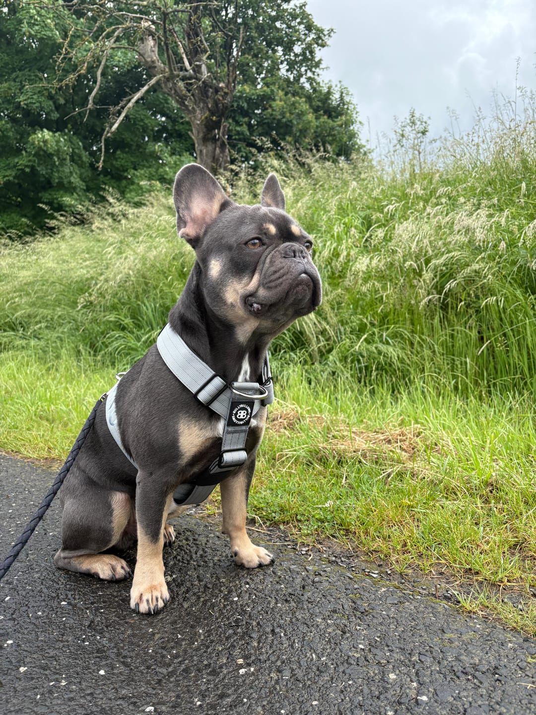 Customer photo review of Training Anti Pull TRI-Harness® | M-XL Breeds - Metal Grey