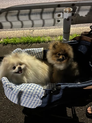 undefined review of ワンタッチで全部折りたためる分離型ペットカート - MILOU image 1 out of 1