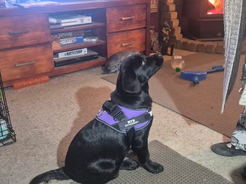 Customer photo review of No Pull Dog Harness Australia-60% Off Today