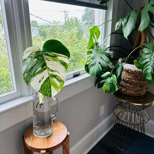 Customer photo review of Monstera Albo Borsigiana Cutting - Extremely Rare Variegated Monstera Albo - Rare Indoor Plant White Monstera Albo Plant Live - US Seller