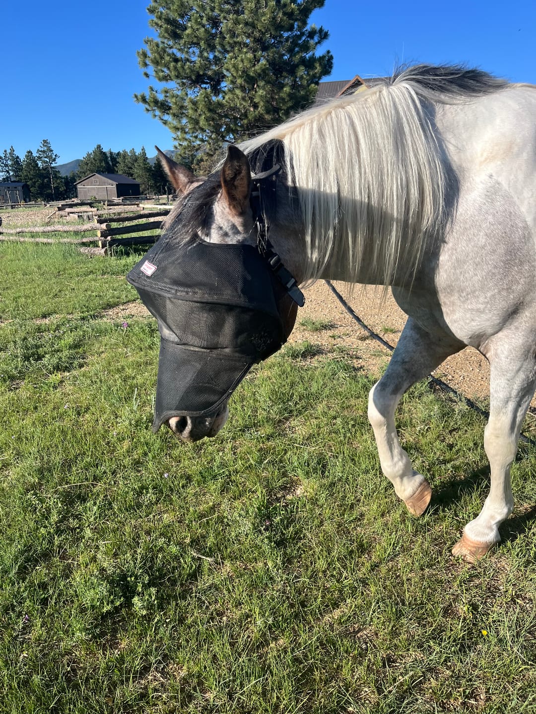 Customer photo review of Solar Vizor Fly Mask - With Nose Protection - NEW STYLE