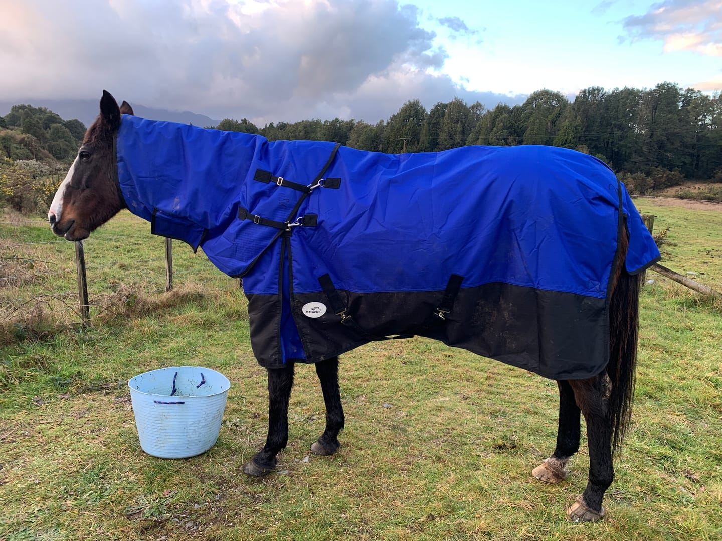 Customer photo review of Duke 1200d Detacha-neck