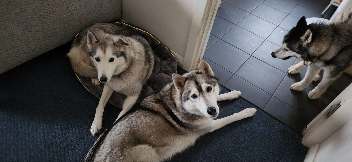 Customer photo review of PaWz Electric Pet Heater Bed Thermal Protection