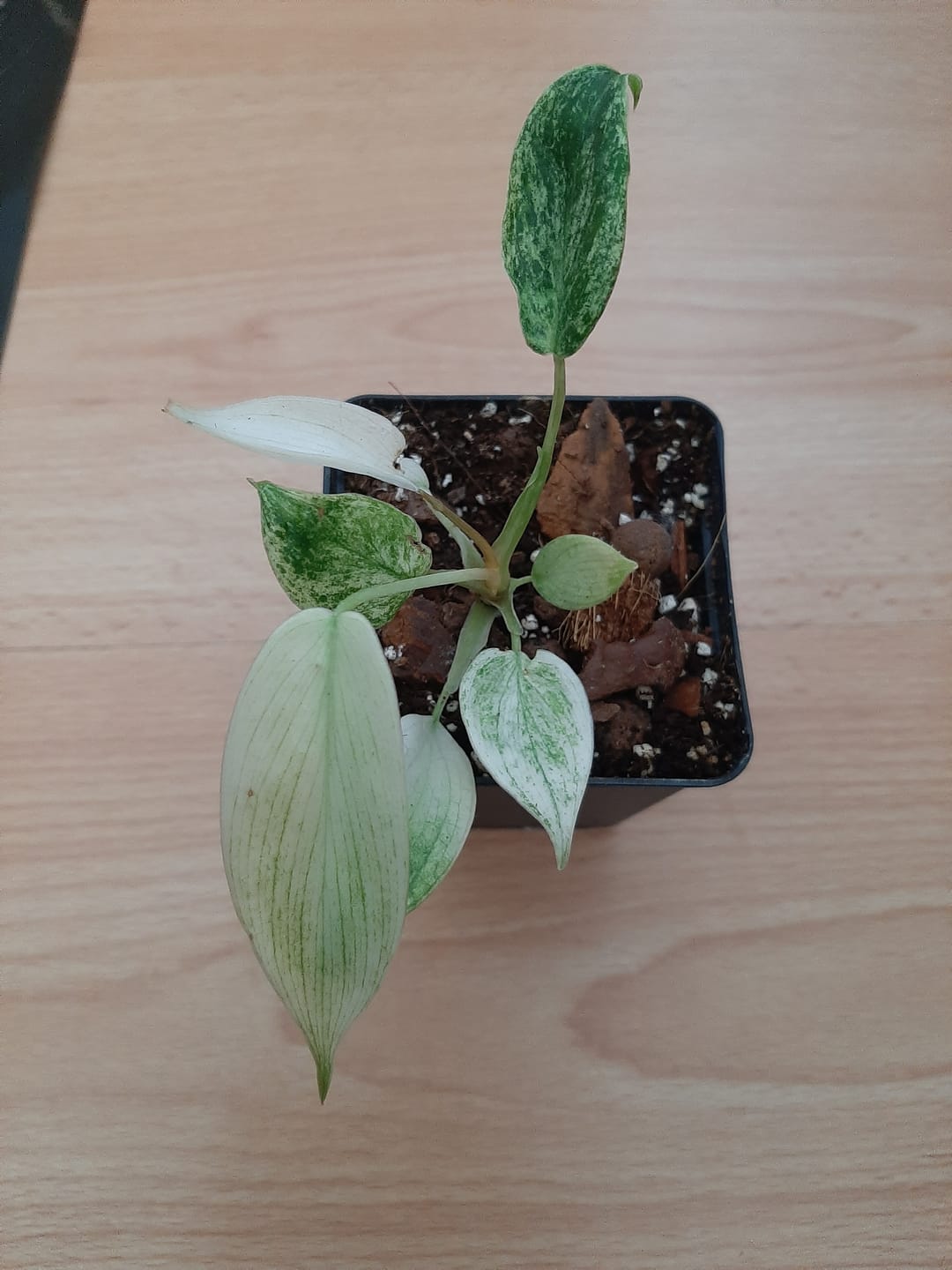 Customer photo review of PHILODENDRON FLORIDA GHOST
