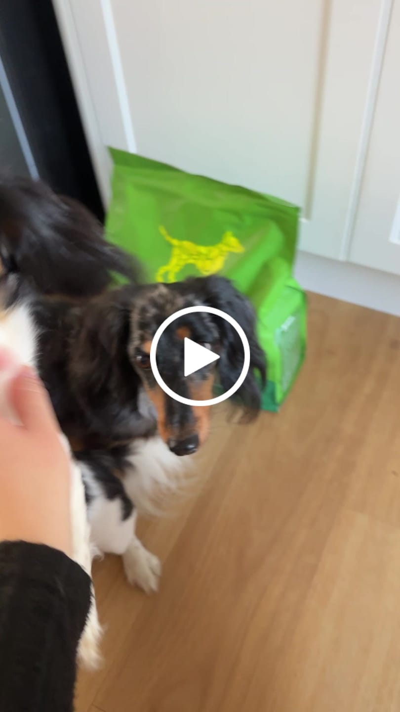 Customer video review of Chicken Bics Premium Dry Food