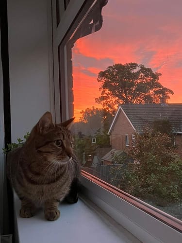 Customer photo review of Patsli Move