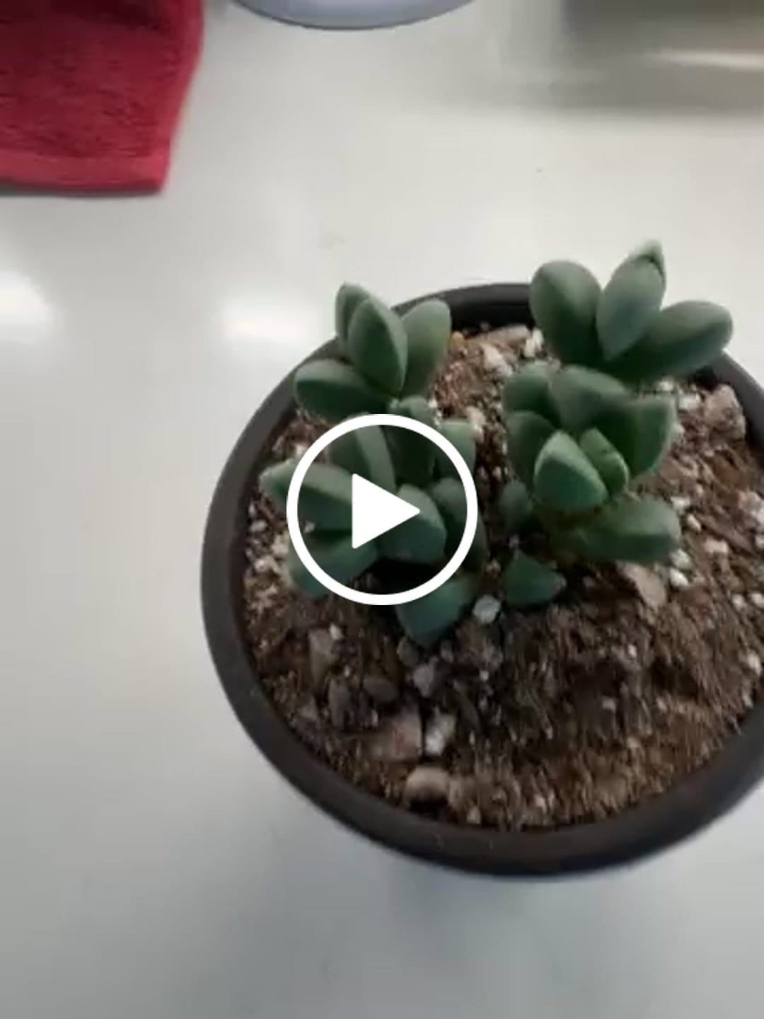 Customer video review of Corpuscularia lehmannii - Ice Plant
