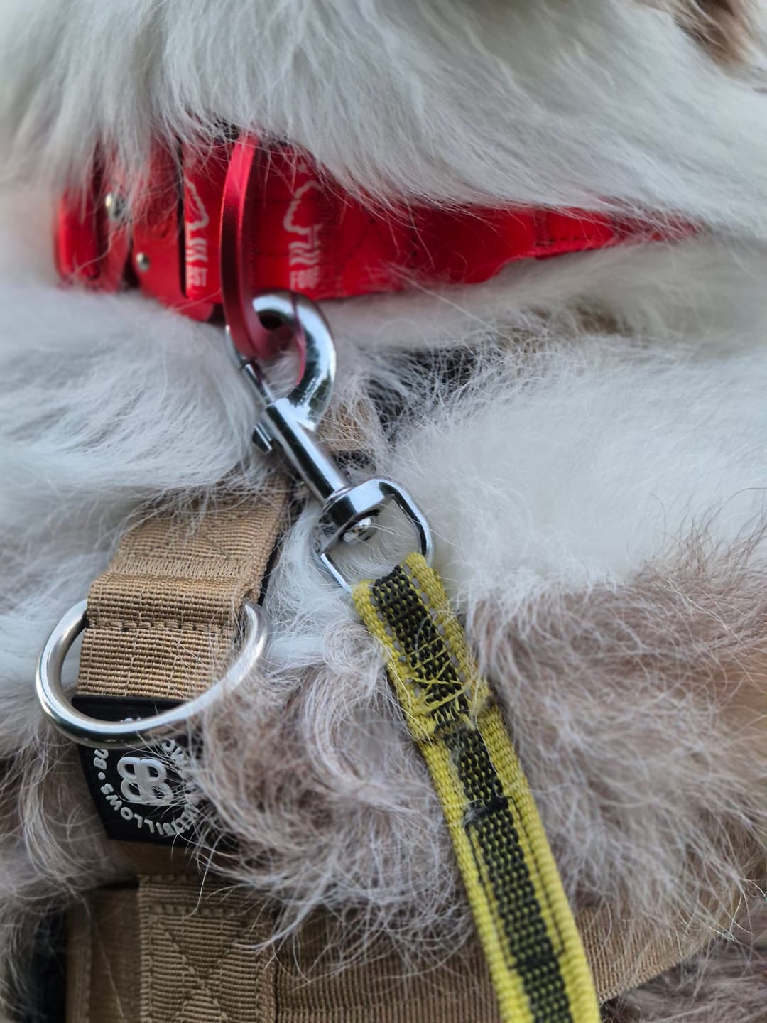Customer photo review of 4cm LIGHTER Combat® Collar | Handle Rated Clip - Nottingham Forest