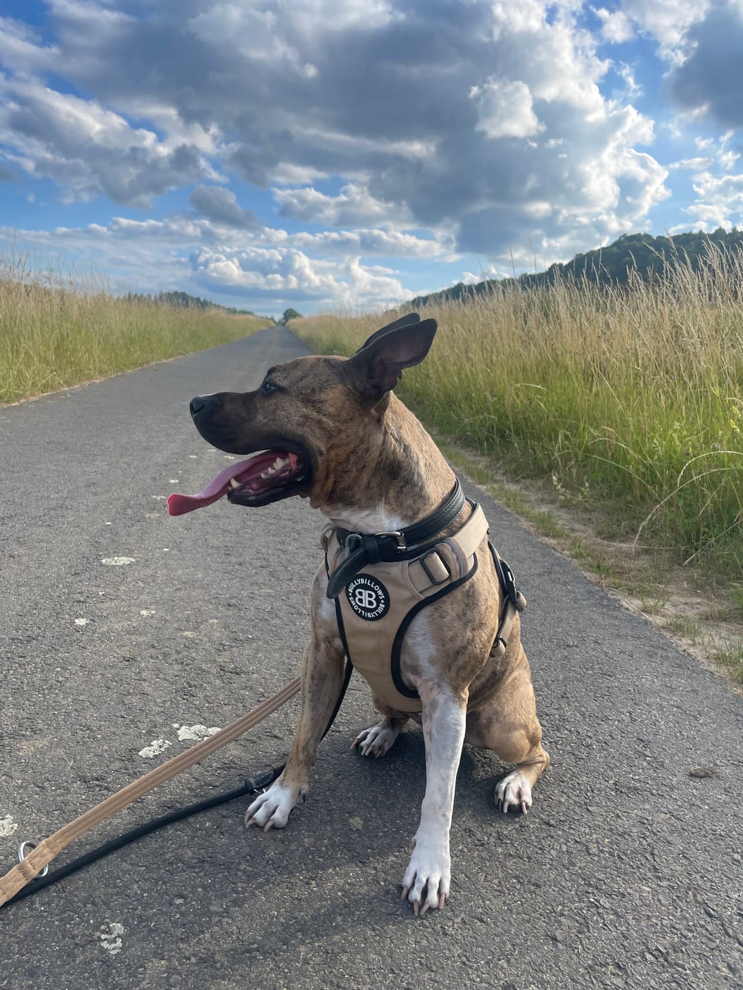 Customer photo review of Comfort Premium Harness | Non Restrictive - Tan