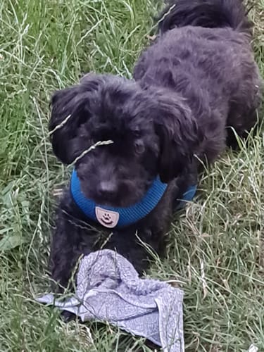 Customer photo review of Emmalove - Wasserdichte Hundeweste