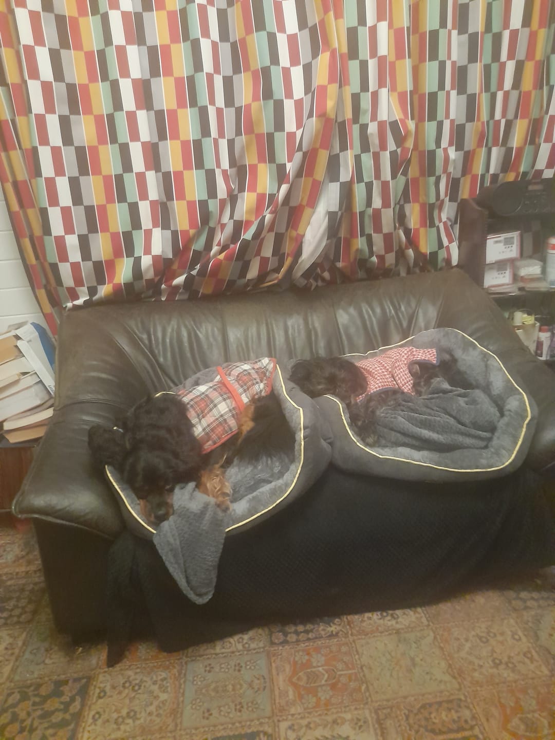 Customer photo review of PaWz Electric Pet Heater Bed Thermal Protection