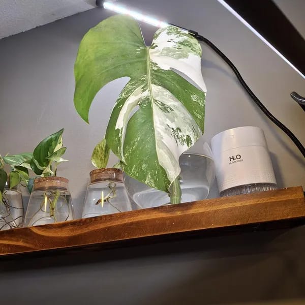 Customer photo review of Monstera Albo Borsigiana Cutting - Extremely Rare Variegated Monstera Albo - Rare Indoor Plant White Monstera Albo Plant Live - US Seller
