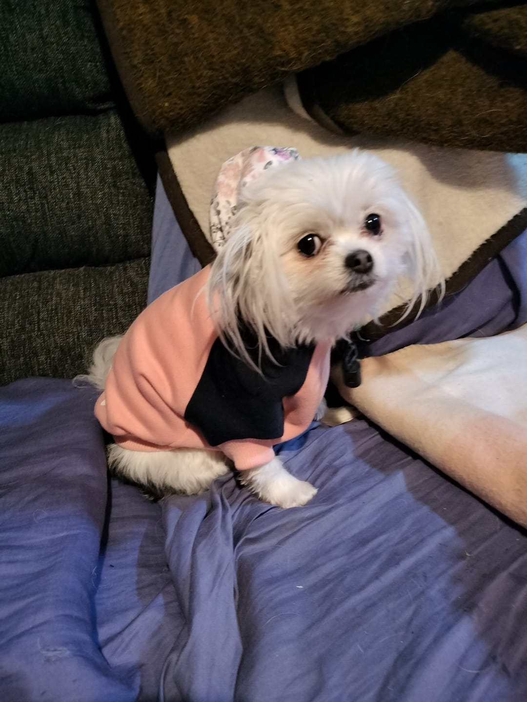 Customer photo review of Hoodie - Build a Hoodie
