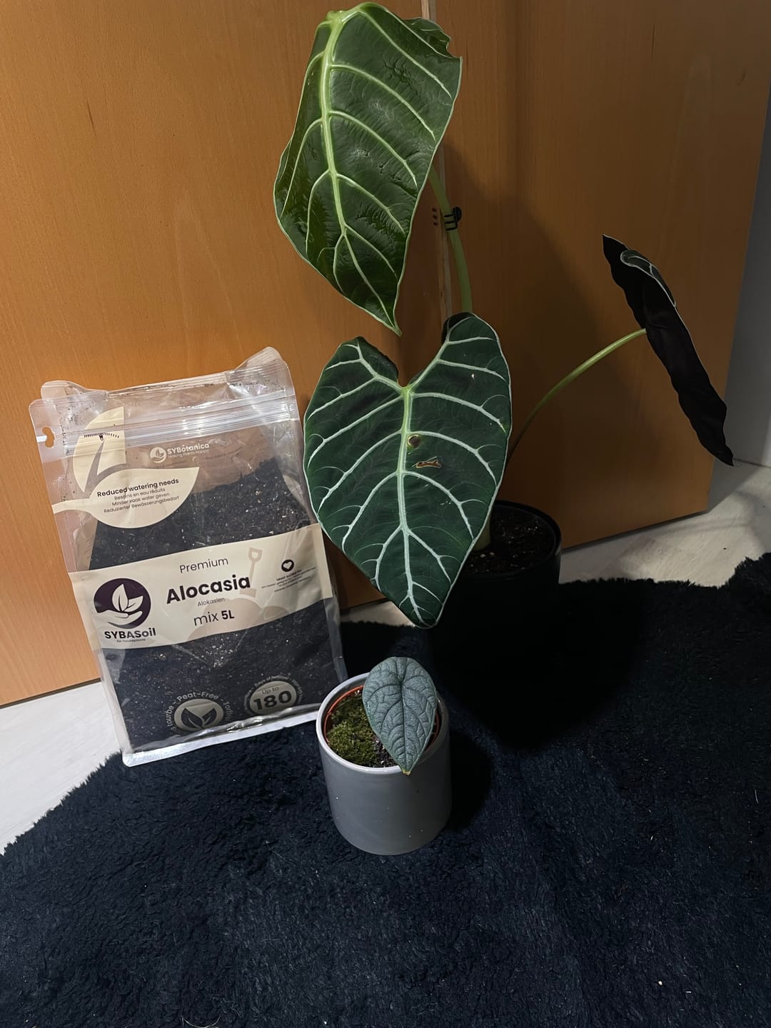 Customer photo review of Alocasia Mix