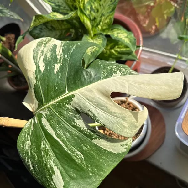 Customer photo review of Monstera Albo Borsigiana Cutting - Extremely Rare Variegated Monstera Albo - Rare Indoor Plant White Monstera Albo Plant Live - US Seller
