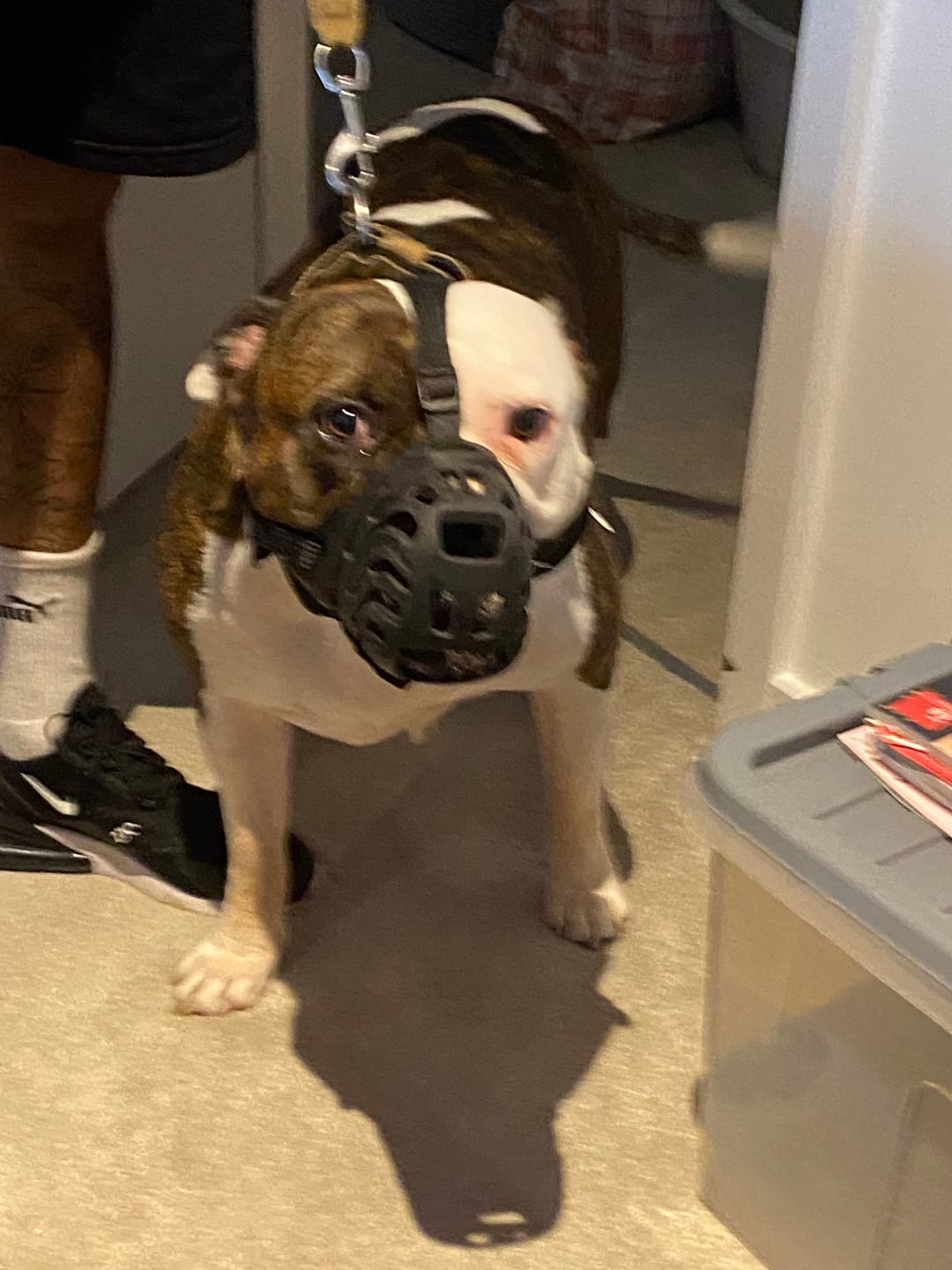 Customer photo review of Muzzle | Flexi & Legal Requirement - S-XL Breeds - Black