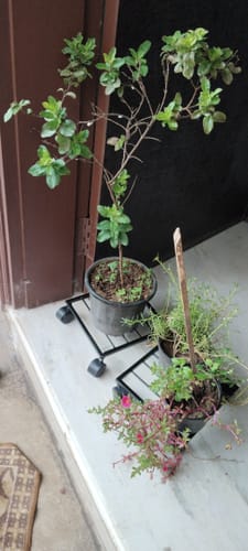 Customer photo review of United Crafts Rozy Wheel Pot Stands for Planters