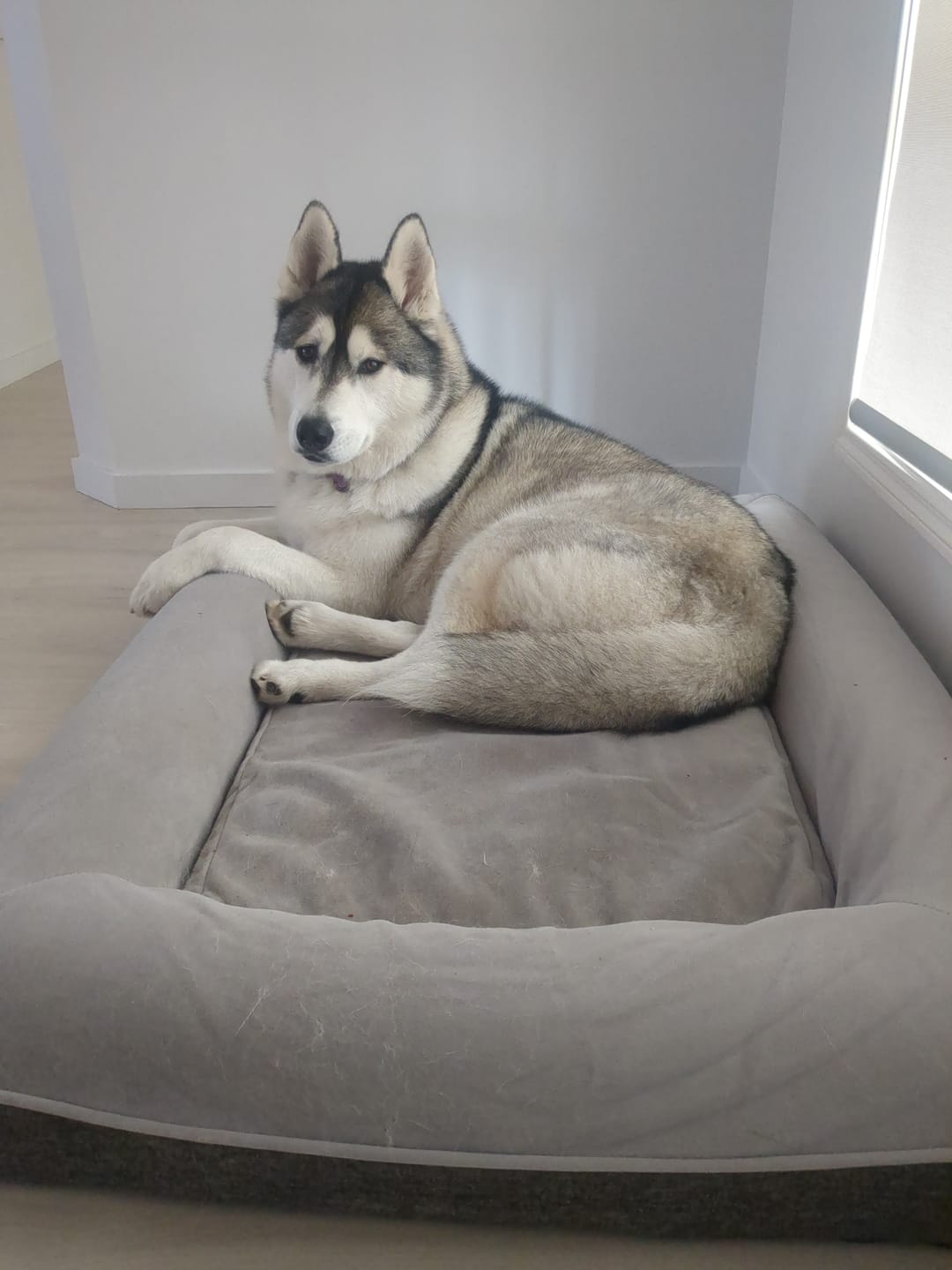 Customer photo review of Kangaroo Bed Extra Cover - Grey