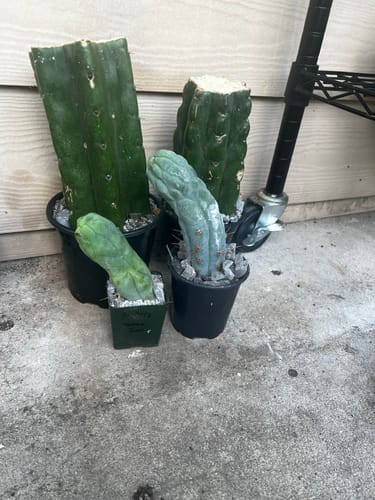 Customer photo review of Trichocereus bridgesii monstrose | Penis Cactus | Long Form