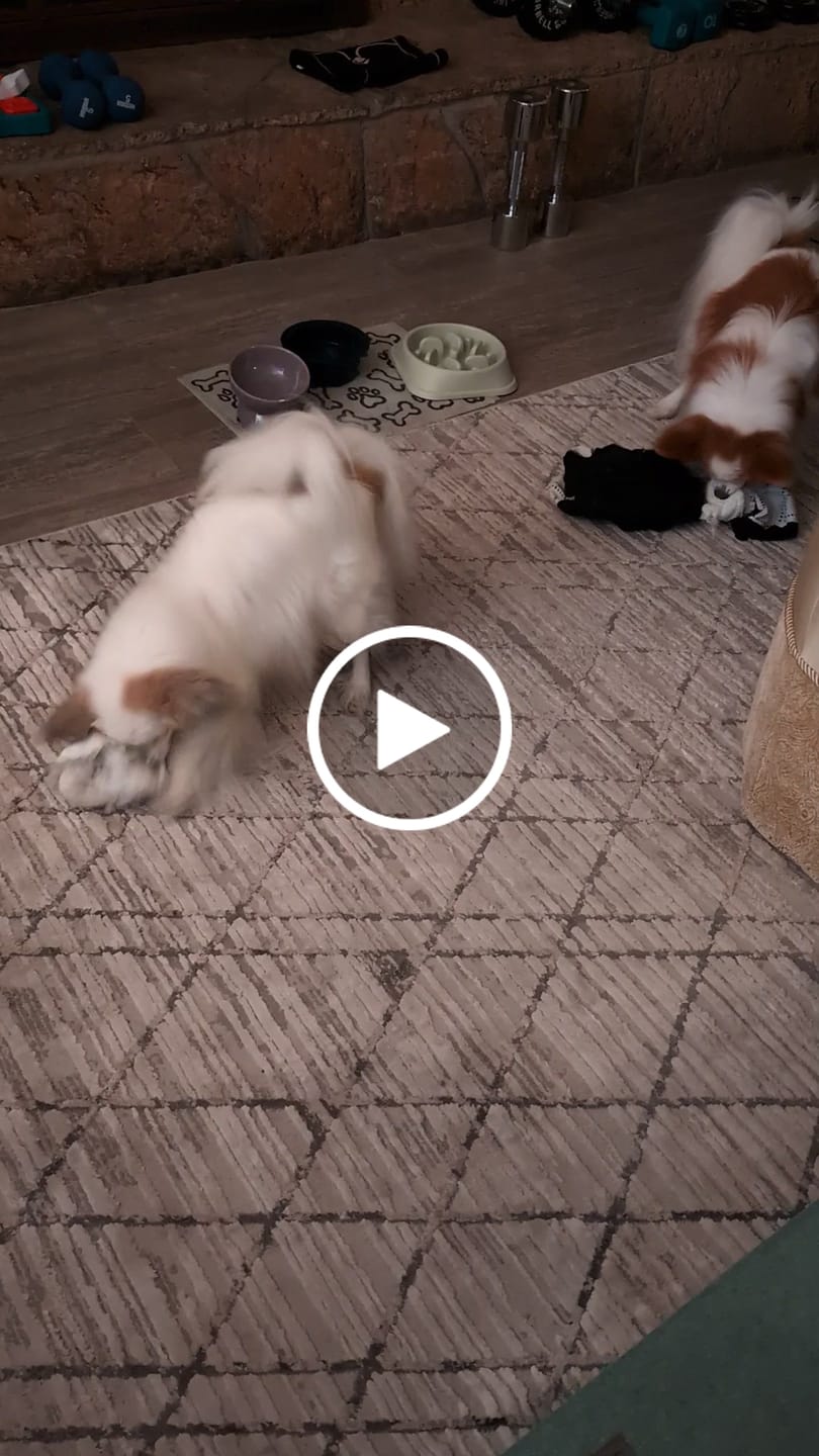 Customer video review of Pumpkin Chicken