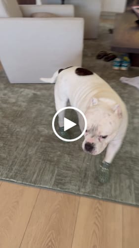 Customer video review of WagWellies® Mojave