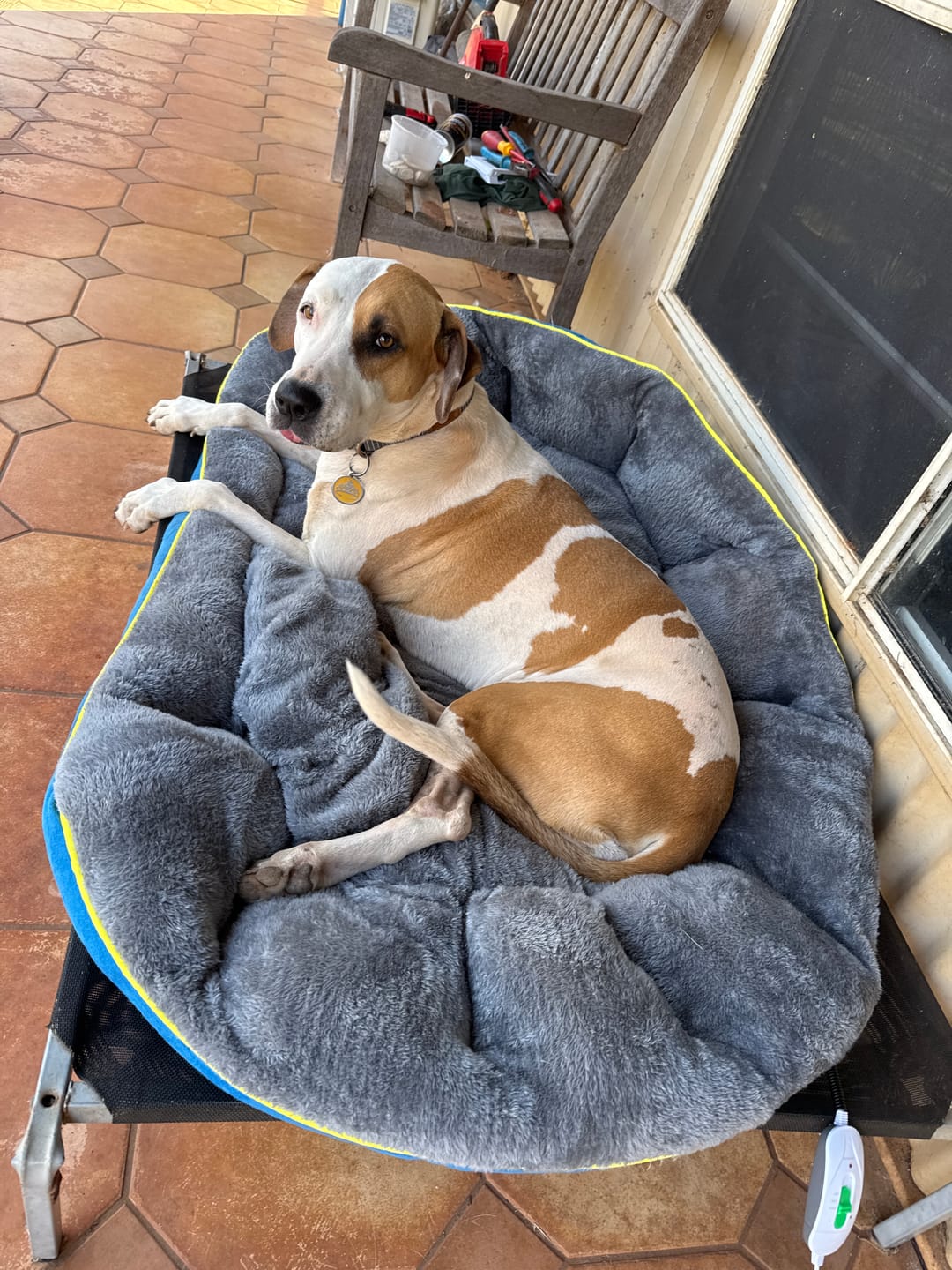 Customer photo review of PaWz Electric Pet Heater Bed Thermal Protection