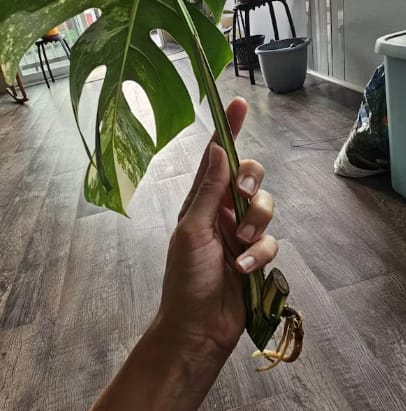 Customer photo review of Monstera Albo Borsigiana Cutting - Extremely Rare Variegated Monstera Albo - Rare Indoor Plant White Monstera Albo Plant Live - US Seller