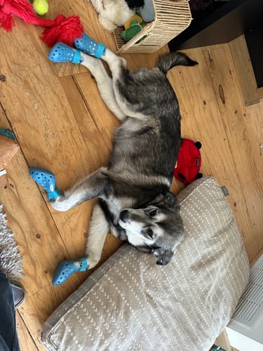 Customer photo review of WagWellies® Mojave