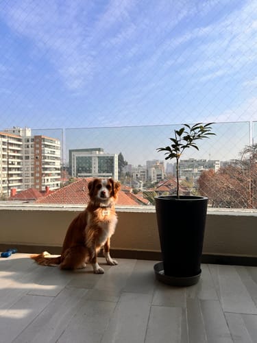 Customer photo review of Macetero EcoLuxe