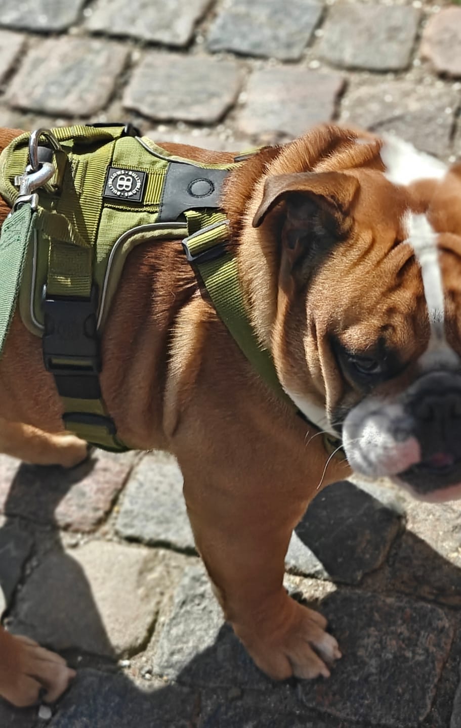 Customer photo review of Anti Pull Harness | With Handle & Lighter | Hurricane Harness - Olive Green