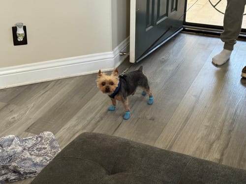 Customer photo review of WagWellies® Mojave