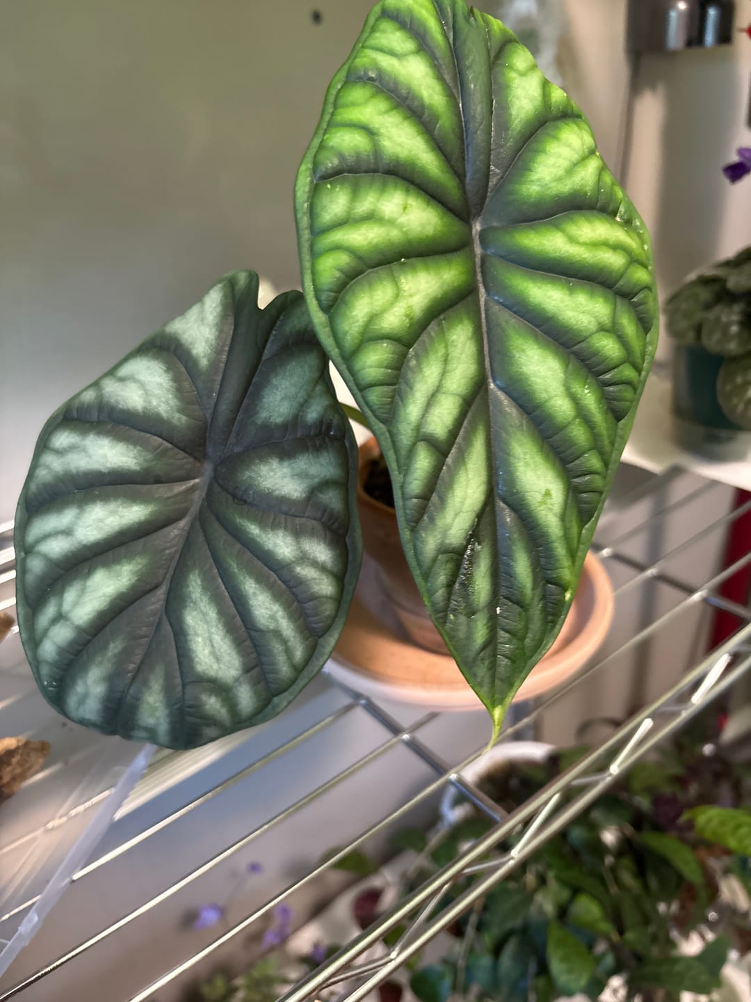 Customer photo review of Kelpy Food for Plants