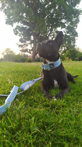 Customer photo review of Smycz z dodatkową rączką - Guard Leash Golden Edition Baby Blue
