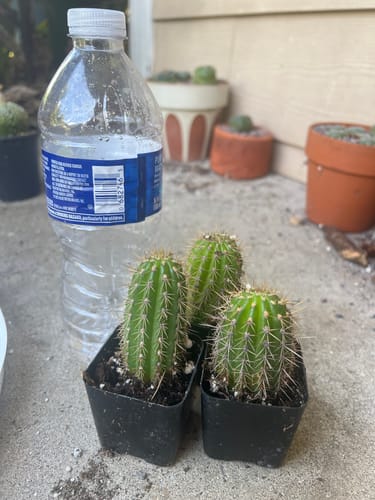 Customer photo review of Trichocereus spachianus | Golden Torch Cactus