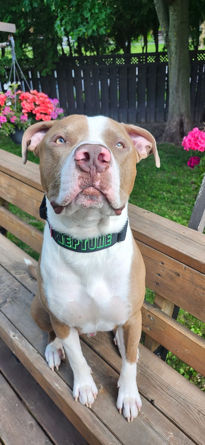 Customer photo review of 2" Tactik Dog Collar - Black