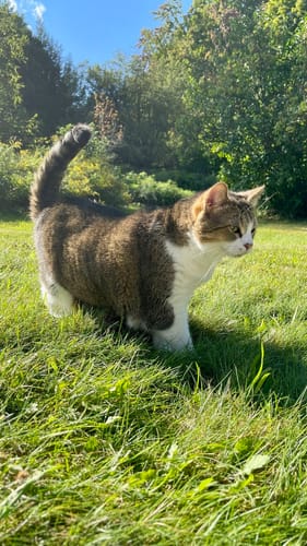 Customer photo review of Patsli Belly