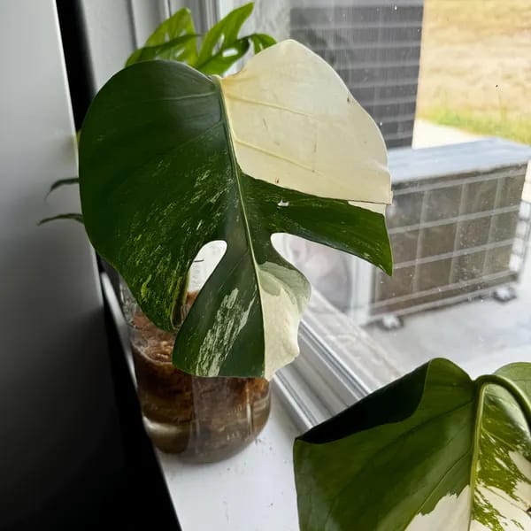 Customer photo review of Monstera Albo Borsigiana Cutting - Extremely Rare Variegated Monstera Albo - Rare Indoor Plant White Monstera Albo Plant Live - US Seller