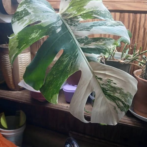 Customer photo review of Monstera Albo Borsigiana Cutting - Extremely Rare Variegated Monstera Albo - Rare Indoor Plant White Monstera Albo Plant Live - US Seller