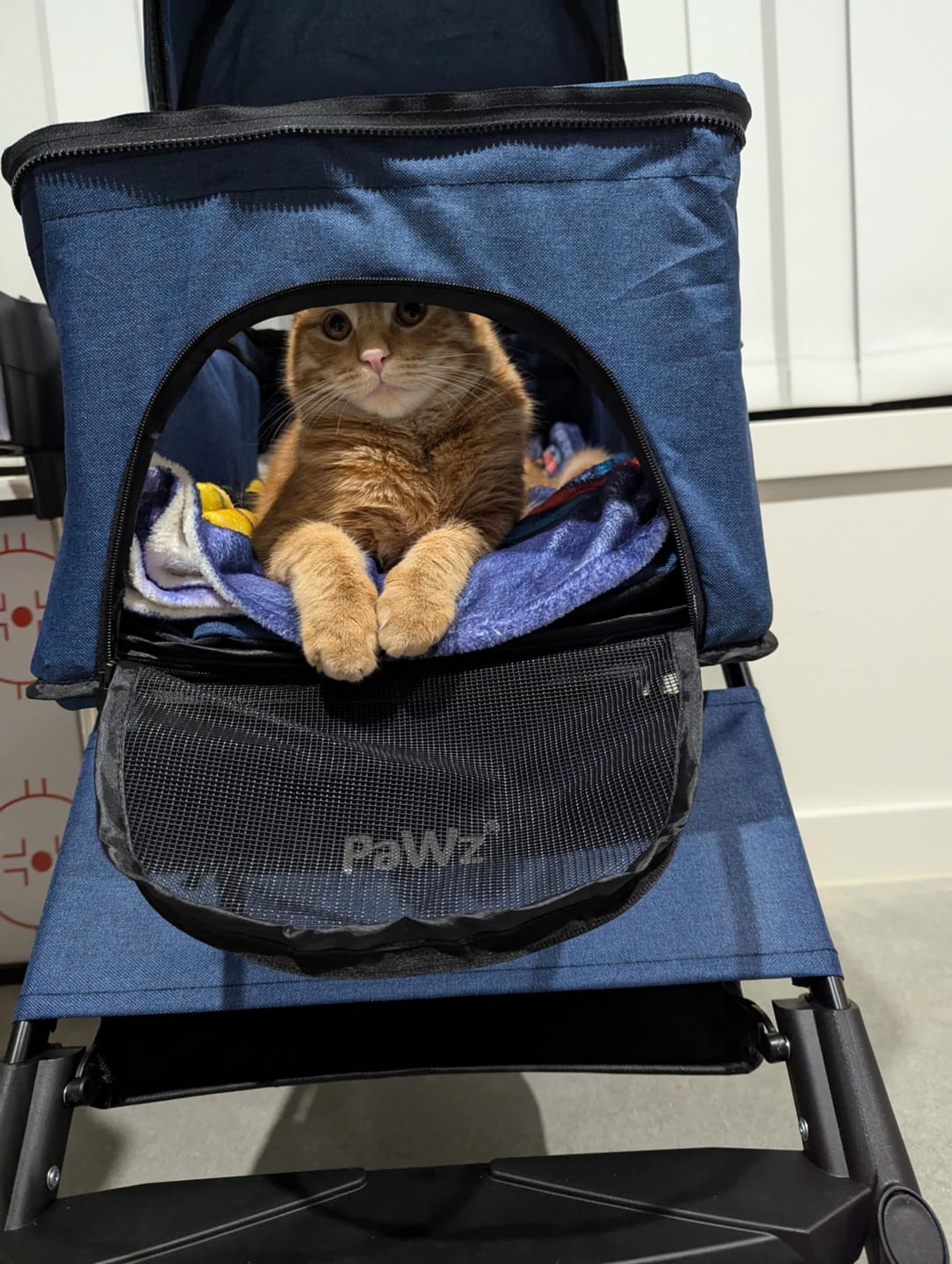 Customer photo review of PaWz Large Dog Stroller Cruiser