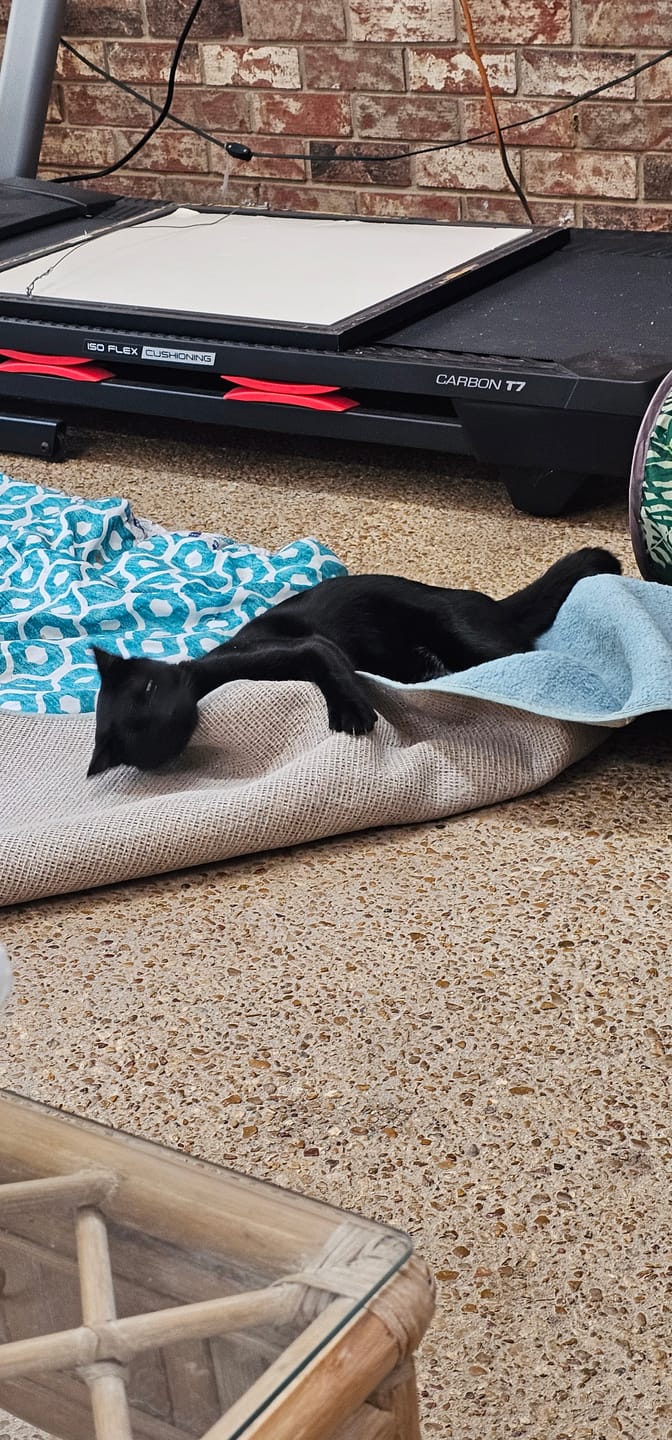 Customer photo review of Broad Spectrum Cat Dewormer Remedy