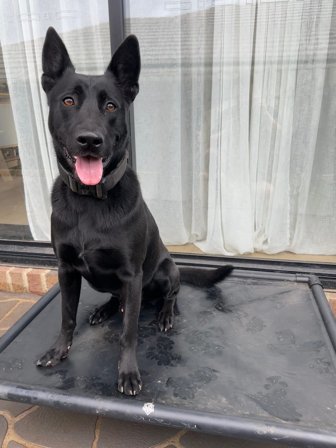 Customer photo review of Reinforced Elevated TuffyBed