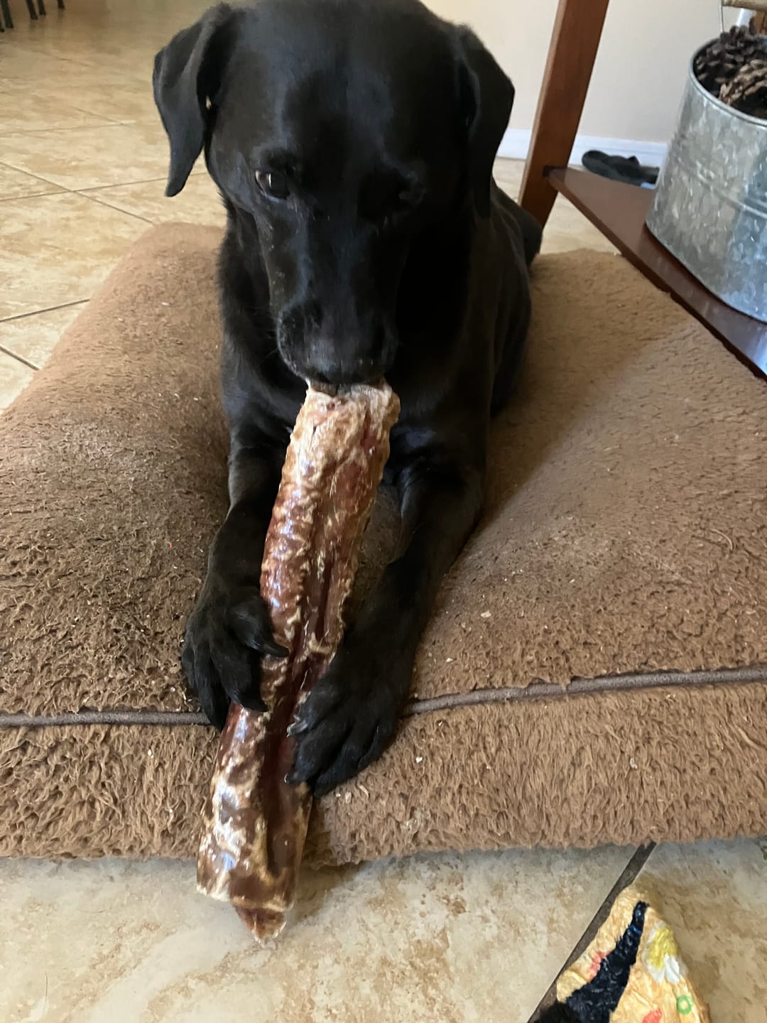 Customer photo review of Beef Trachea