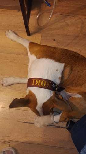 Customer photo review of Obroża dla psa z imieniem - Personal Extreme