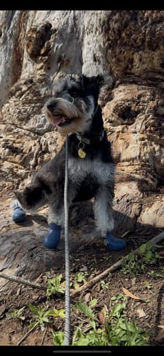 Customer photo review of WagWellies® by wagwear
