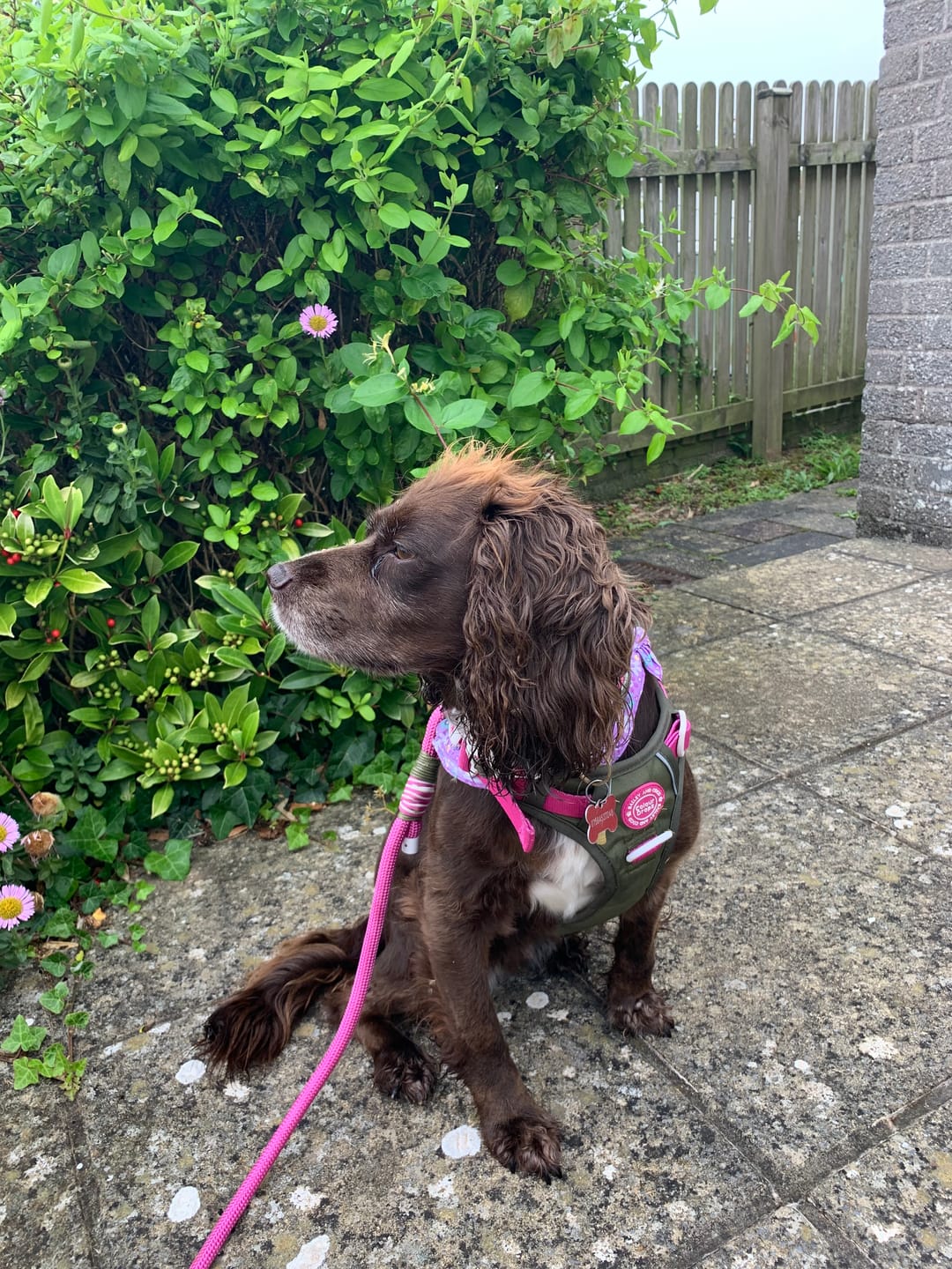 Customer photo review of Trail & Glow Dog Harness - COLOUR DROPS® - Olive it Hot