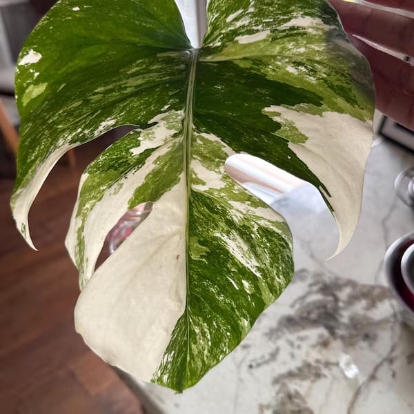 Customer photo review of Monstera Albo Borsigiana Cutting - Extremely Rare Variegated Monstera Albo - Rare Indoor Plant White Monstera Albo Plant Live - US Seller