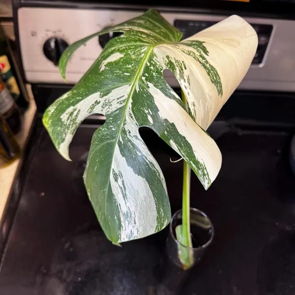 Customer photo review of Monstera Albo Borsigiana Cutting - Extremely Rare Variegated Monstera Albo - Rare Indoor Plant White Monstera Albo Plant Live - US Seller