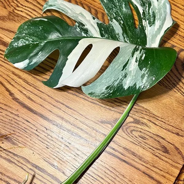 Customer photo review of Monstera Albo Borsigiana Cutting - Extremely Rare Variegated Monstera Albo - Rare Indoor Plant White Monstera Albo Plant Live - US Seller