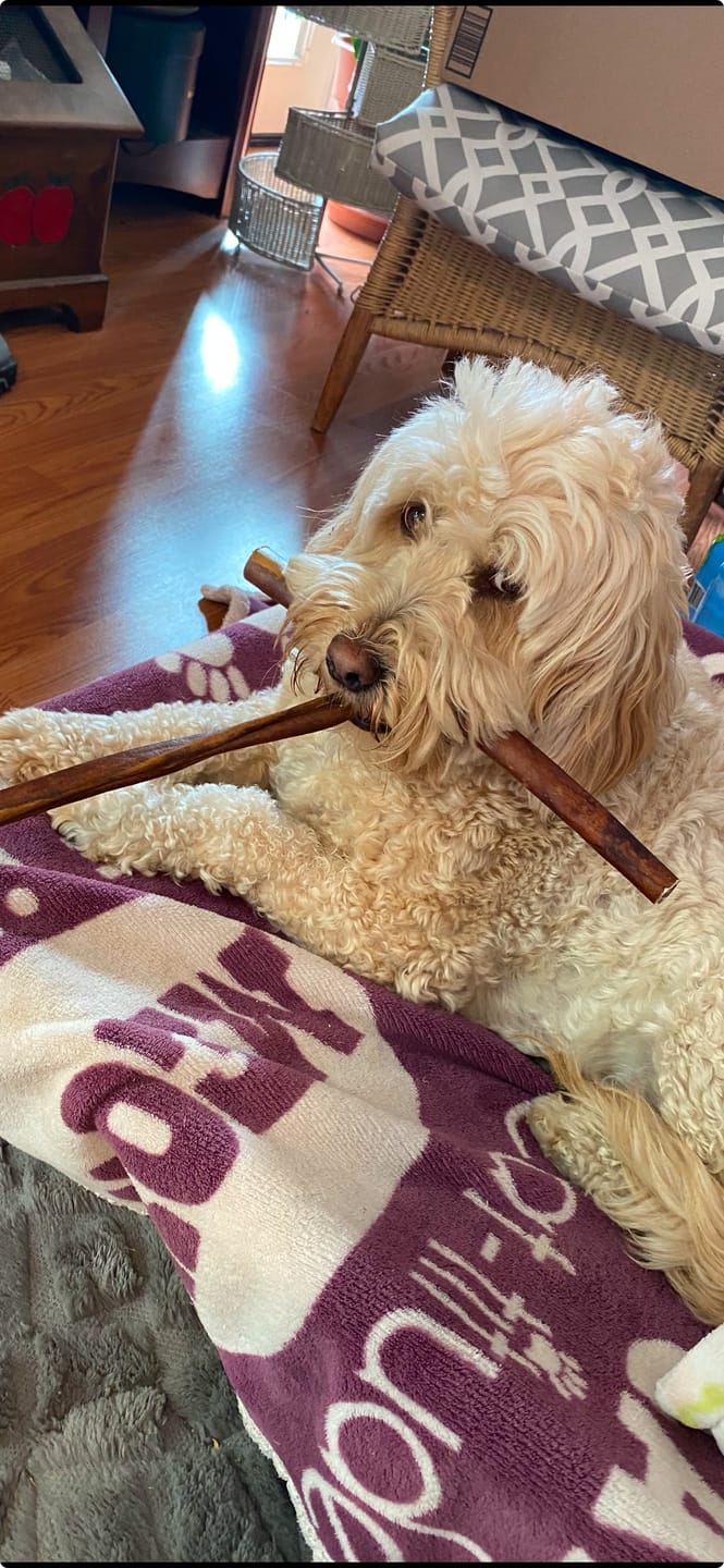 Customer photo review of 12 Inch Beef Collagen Sticks