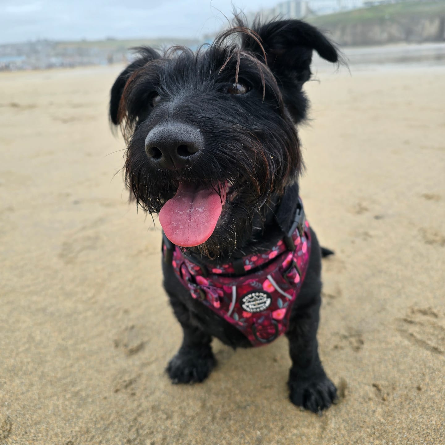 Customer photo review of Tough Trails™ Harness - Mable's Meadow